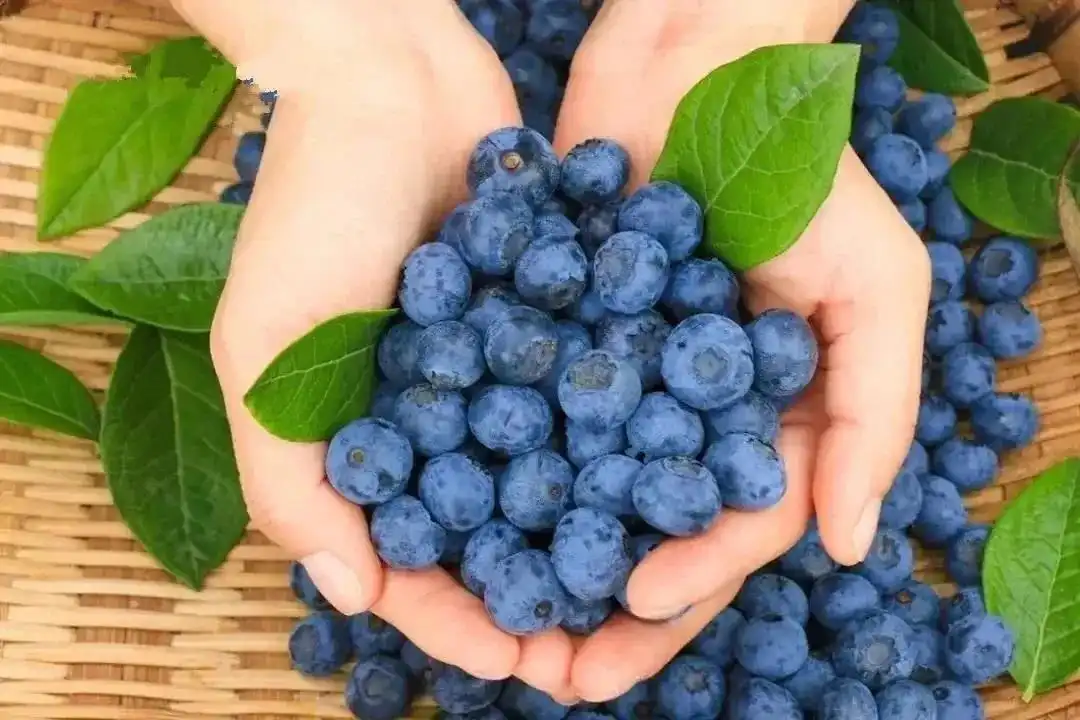 Why Pterostilbene Supplement Is Popular in Nutraceutical Industry